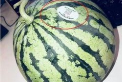 纸飞机网红吃瓜,揭秘娱乐圈幕后风云